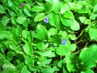 Blaubeeren, Foto v.Ose