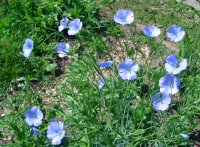 Linaria.Foto.v.Ose