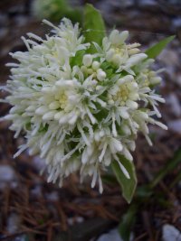 Petasites albus 3 Foto v. Ose