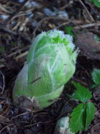 Petasites.Foto v. Ose