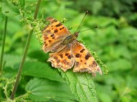 Schmetterling 2 Foto v.Ose