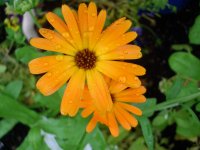 Calendula Foto v.Ose