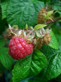 Himbeere, Foto v. Ose