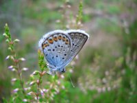 Schmetterling, Foto v. Ose