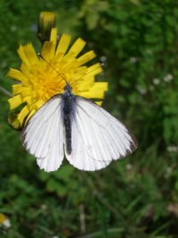Schmetterling nascht von gelber Blume.Foto von Ose