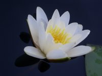 Seerose, Foto v. Ose