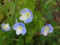 Veronica Foto v.Ose