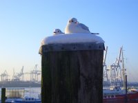Moeven in HH
